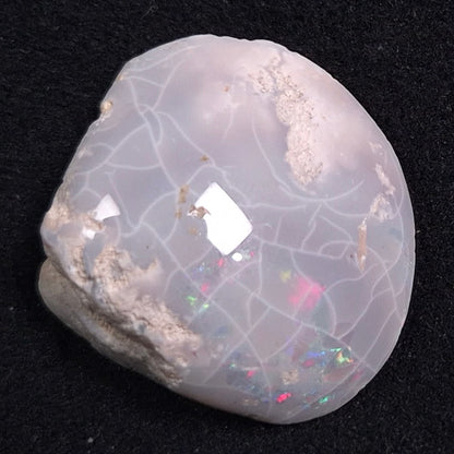 Opal Shell Cyrenopsis sp. Coober Pedy YOS001