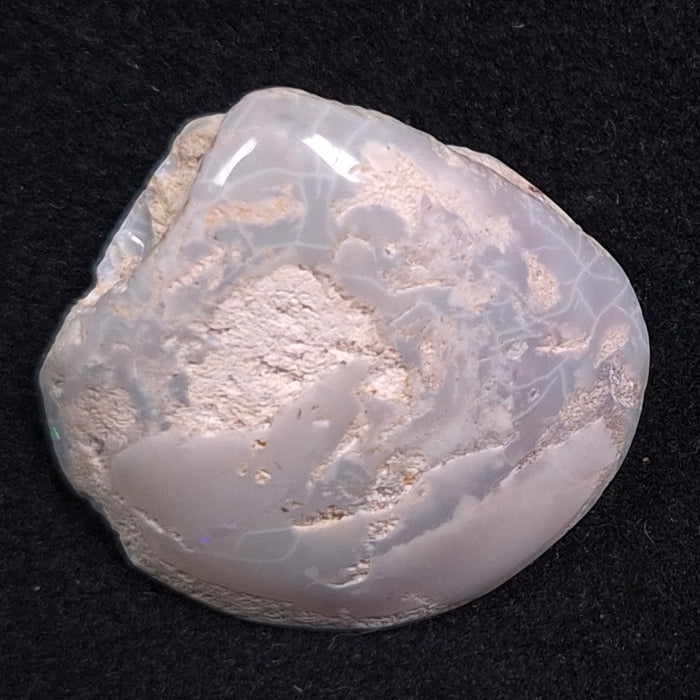 Opal Shell Cyrenopsis sp. Coober Pedy YOS001