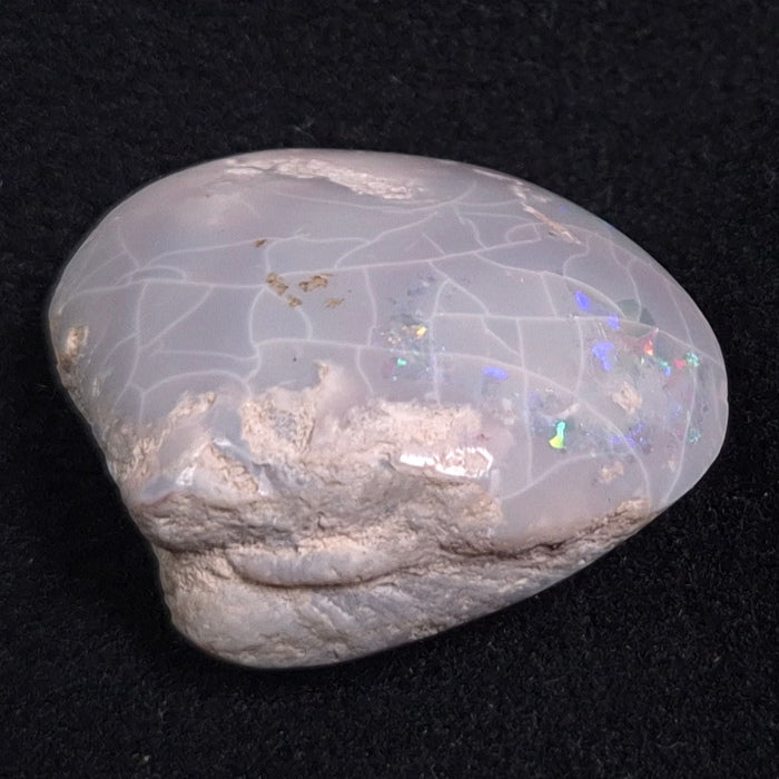 Opal Shell Cyrenopsis sp. Coober Pedy YOS001