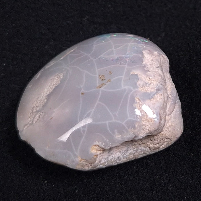 Opal Shell Cyrenopsis sp. Coober Pedy YOS001