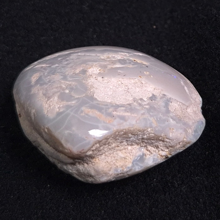 Opal Shell Cyrenopsis sp. Coober Pedy YOS001