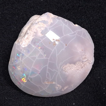 Opal Shell Cyrenopsis sp. Coober Pedy YOS001