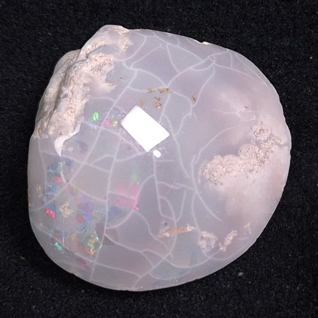 Opal Shell Cyrenopsis sp. Coober Pedy YOS001