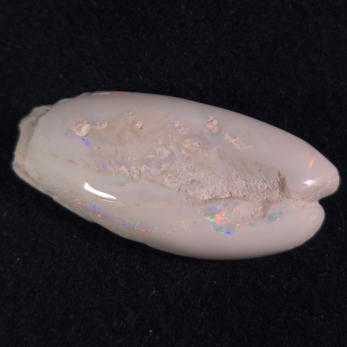 Opal Shell Eyrena sp. Coober Pedy YOS002