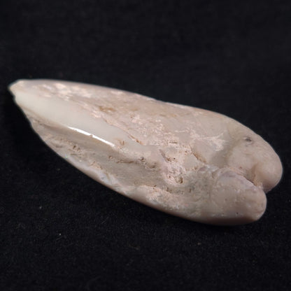 Opal Shell Eyrena sp. Coober Pedy YOS002