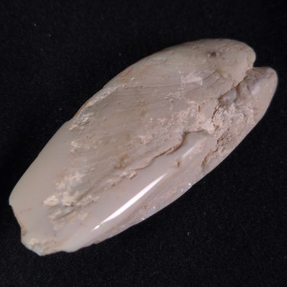 Opal Shell Eyrena sp. Coober Pedy YOS002