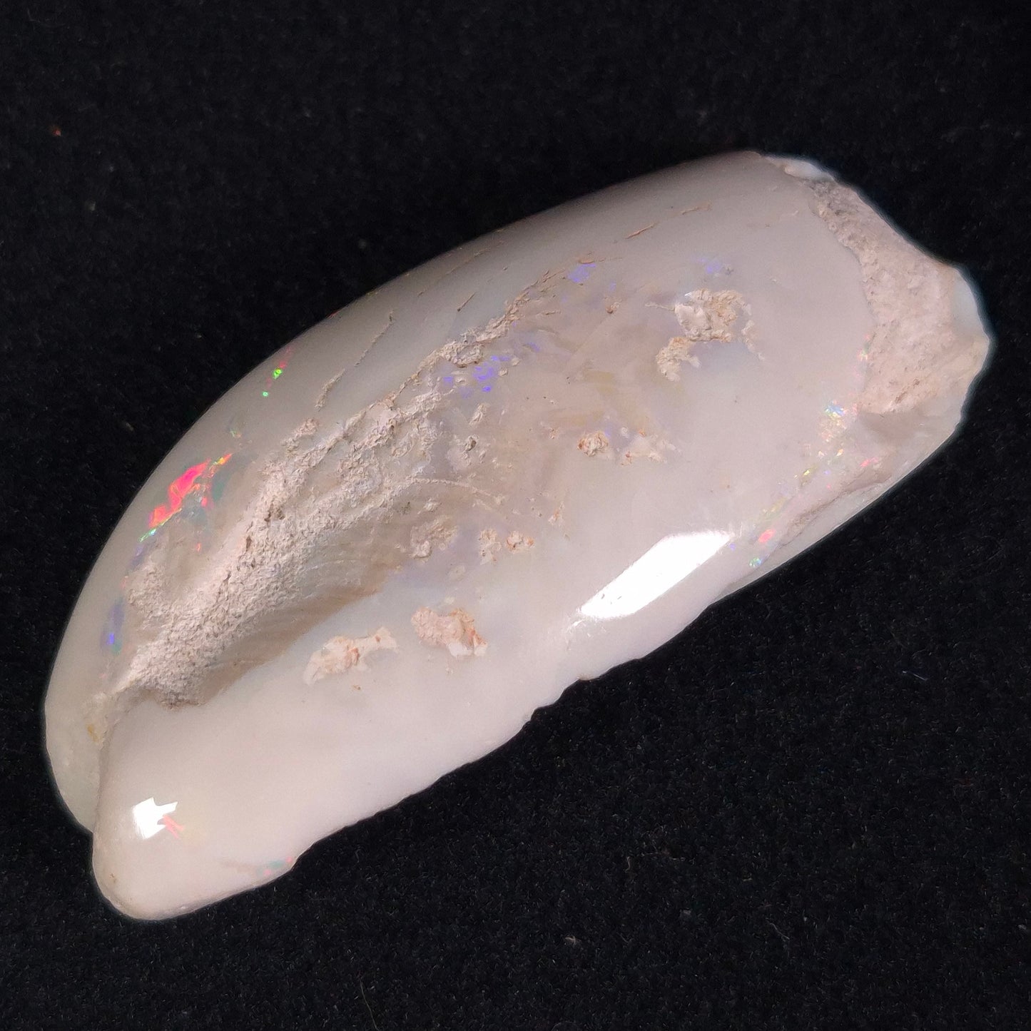 Opal Shell Eyrena sp. Coober Pedy YOS002