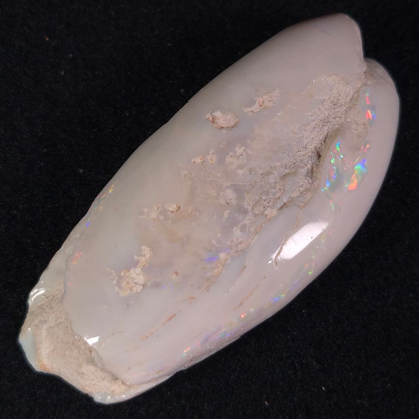 Opal Shell Eyrena sp. Coober Pedy YOS002