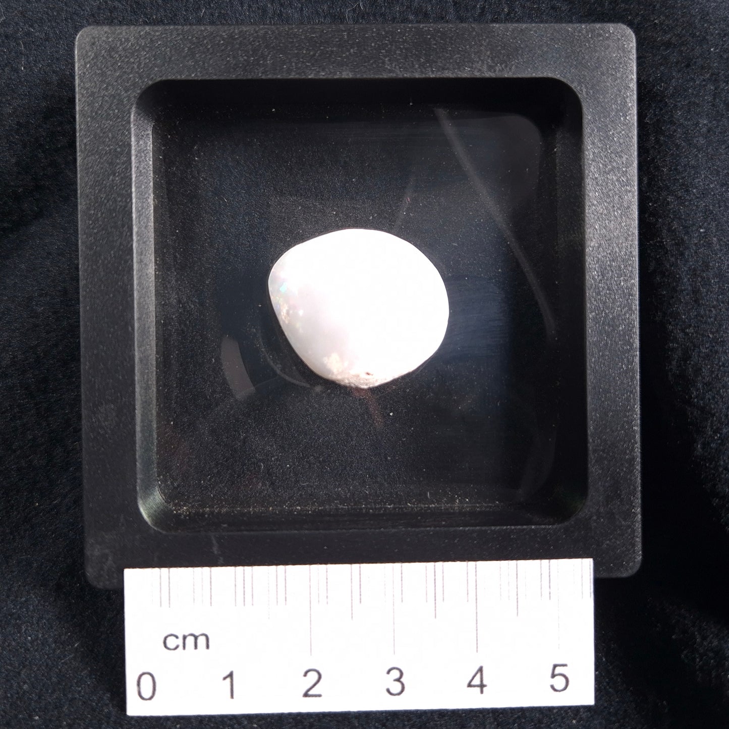 Opal Shell Cyrenopsis sp. Coober Pedy YOS003