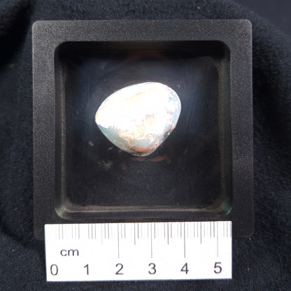 Opal Shell Cyrenopsis sp. Coober Pedy YOS004