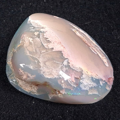 Opal Shell Cyrenopsis sp. Coober Pedy YOS004