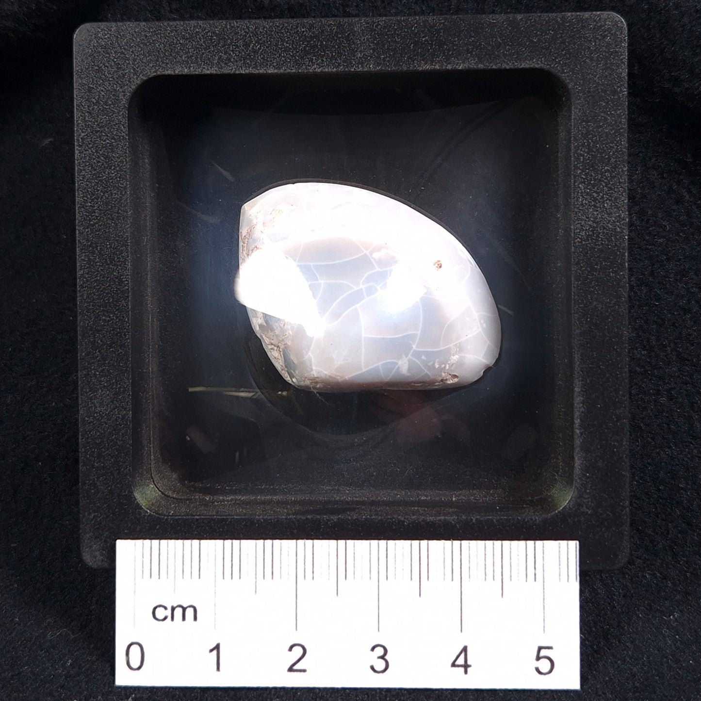 Opal Shell Cyrenopsis sp. Coober Pedy YOS005