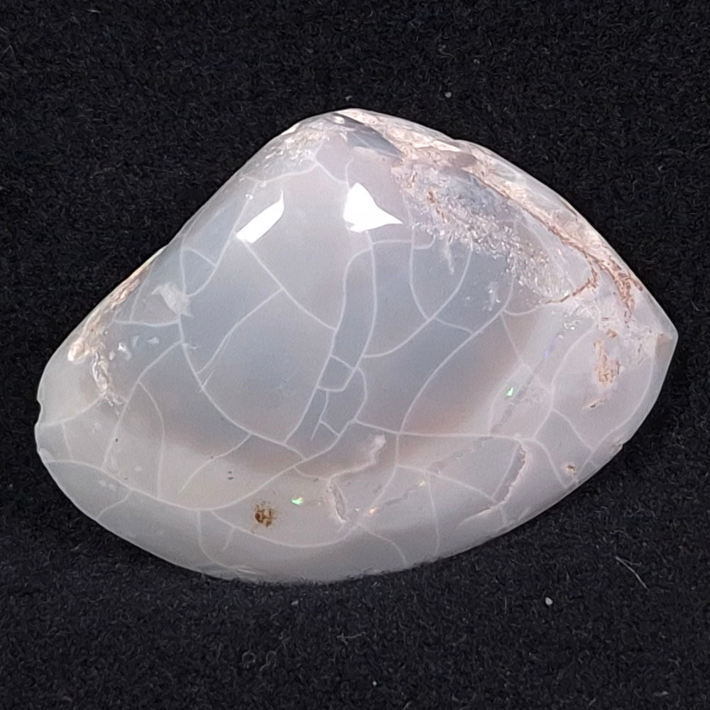 Opal Shell Cyrenopsis sp. Coober Pedy YOS005