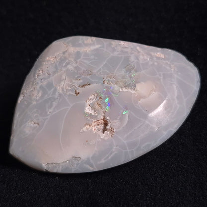 Opal Shell Cyrenopsis sp. Coober Pedy YOS005