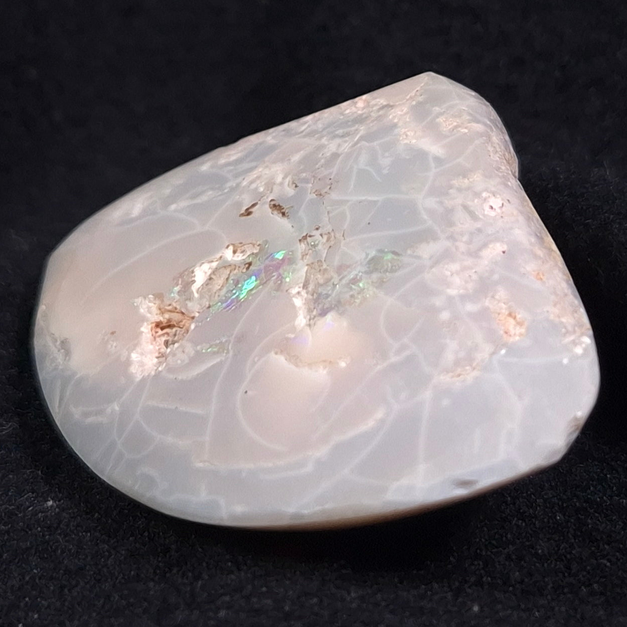 Opal Shell Cyrenopsis sp. Coober Pedy YOS005