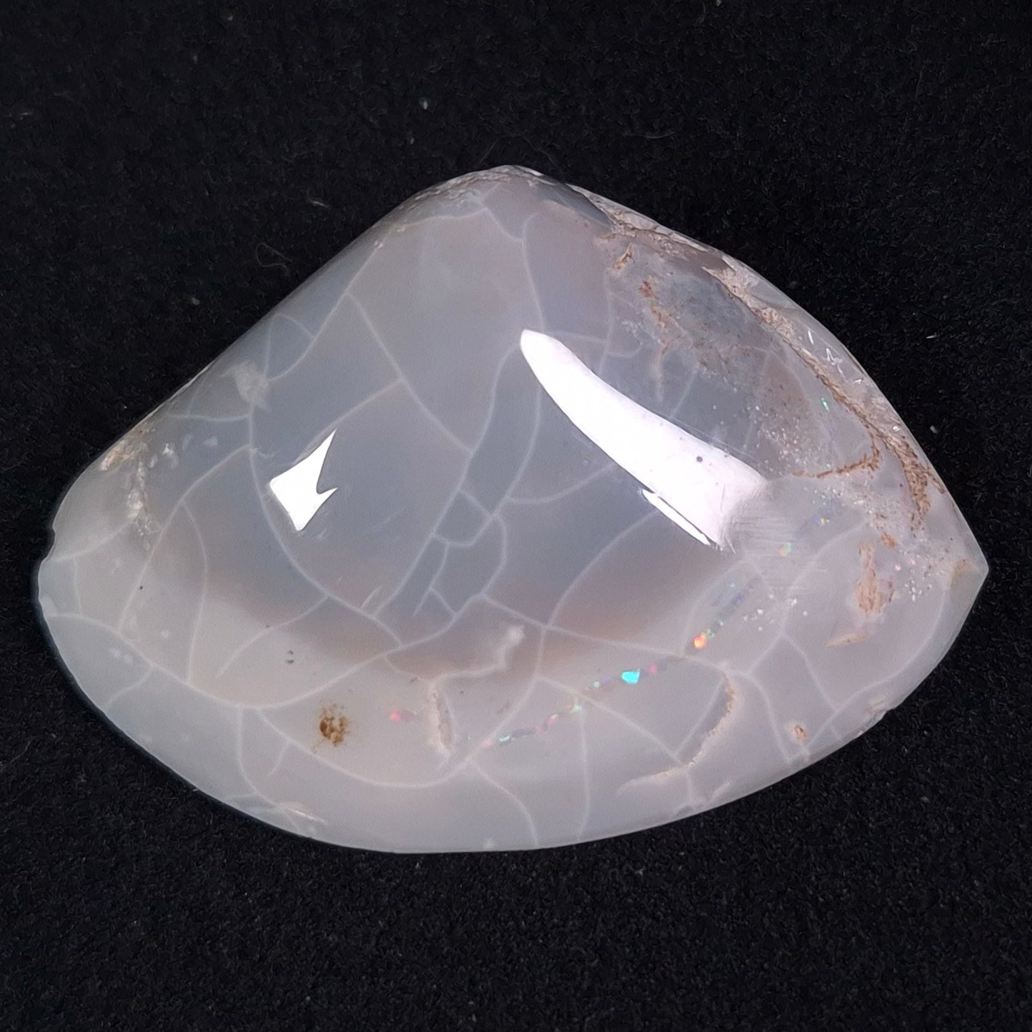 Opal Shell Cyrenopsis sp. Coober Pedy YOS005