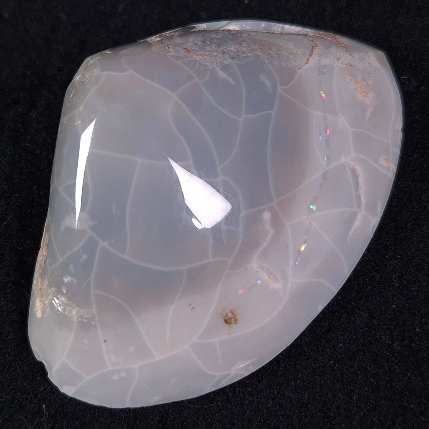 Opal Shell Cyrenopsis sp. Coober Pedy YOS005