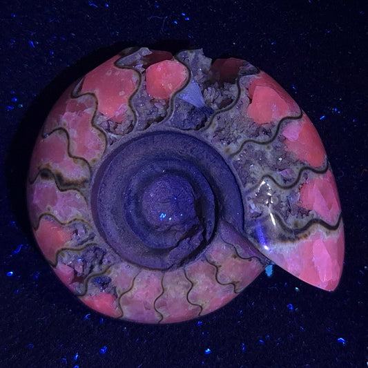 Fluorescent Ammonite from East Timor XAT001