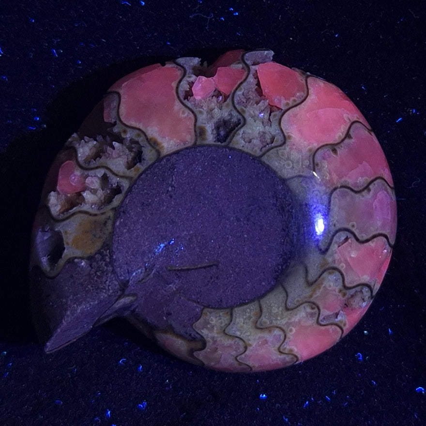 Fluorescent Ammonite from East Timor XAT001