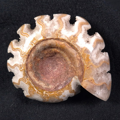 Fluorescent Ammonite from East Timor XAT002