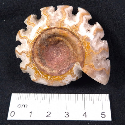 Fluorescent Ammonite from East Timor XAT002