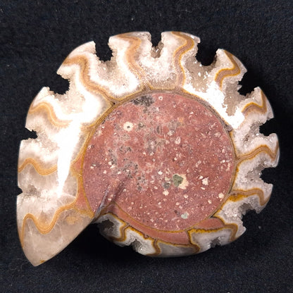 Fluorescent Ammonite from East Timor XAT002