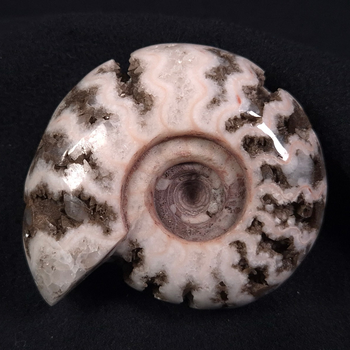 Fluorescent Ammonite from East Timor XAT003