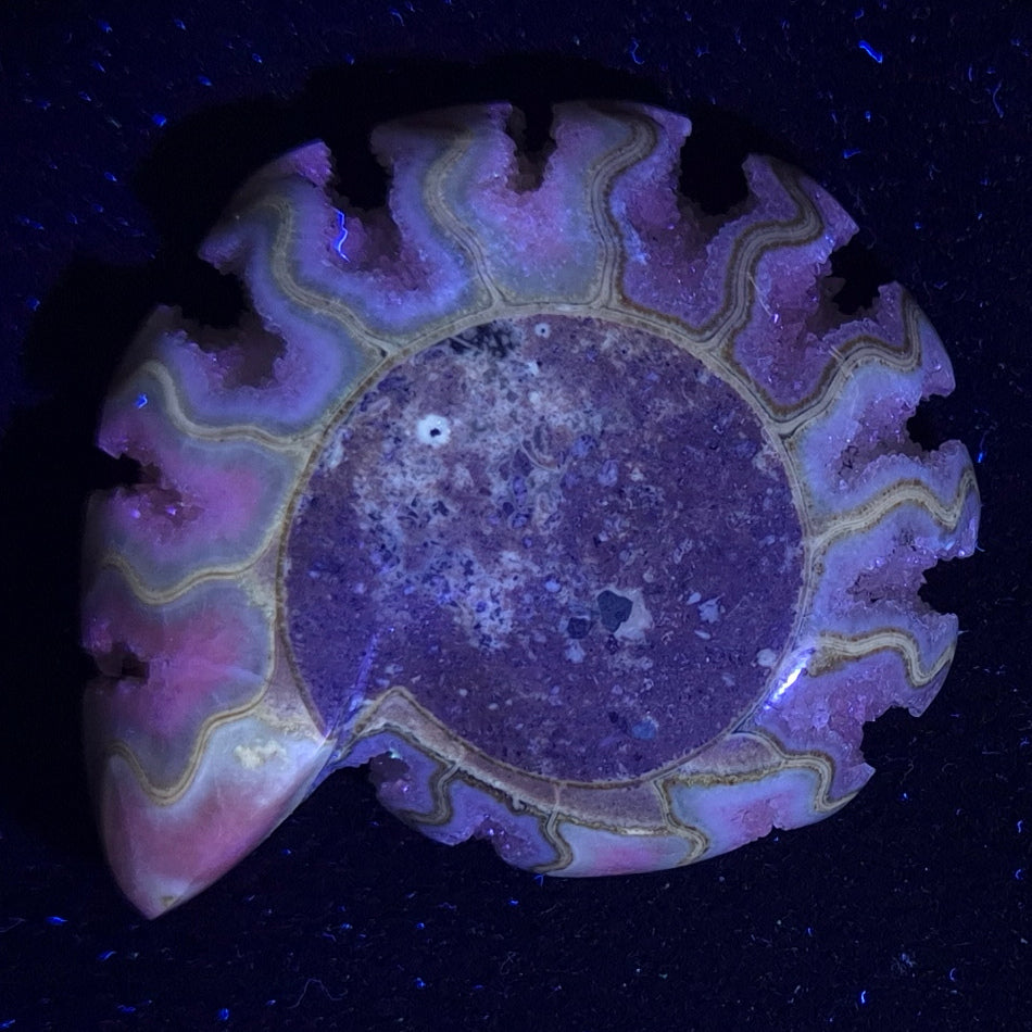 Fluorescent Ammonite from East Timor XAT002