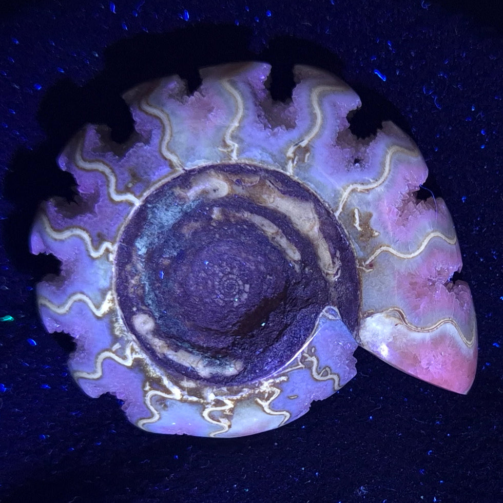 Fluorescent Ammonite from East Timor XAT002