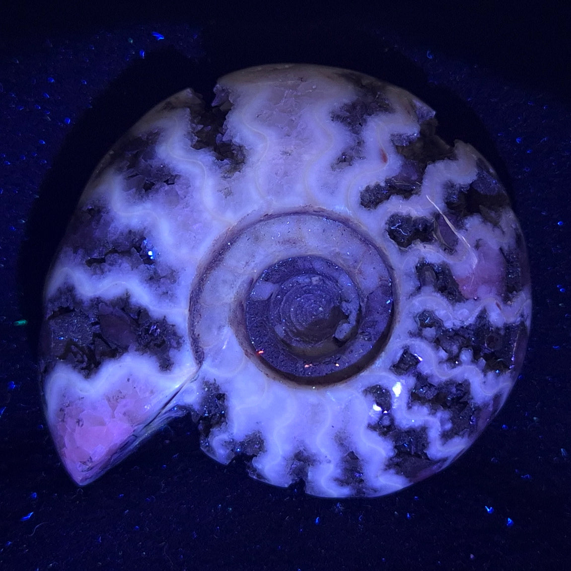 Fluorescent Ammonite from East Timor XAT003