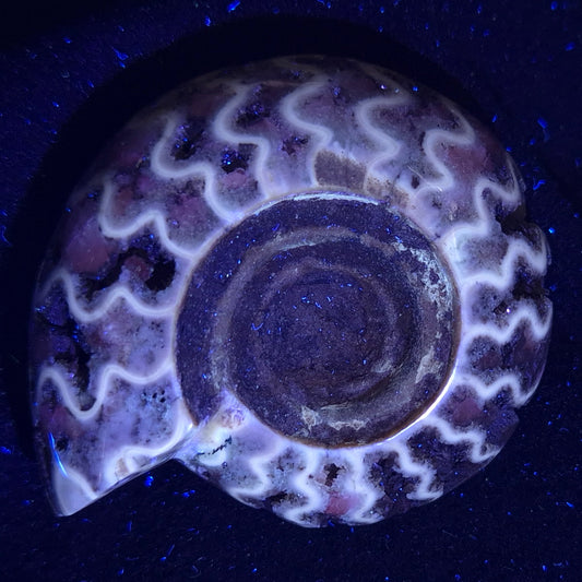 Fluorescent Ammonite from East Timor XAT004