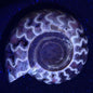 Fluorescent Ammonite from East Timor XAT004