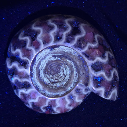 Fluorescent Ammonite from East Timor XAT004