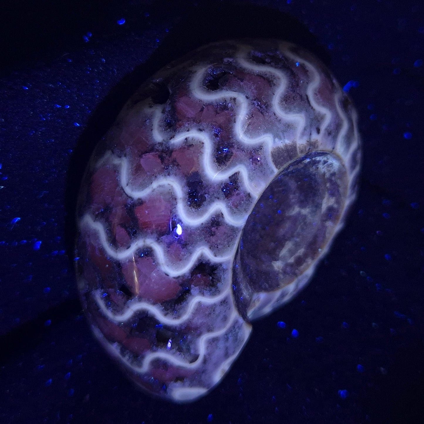 Fluorescent Ammonite from East Timor XAT004