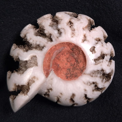 Fluorescent Ammonite from East Timor XAT005