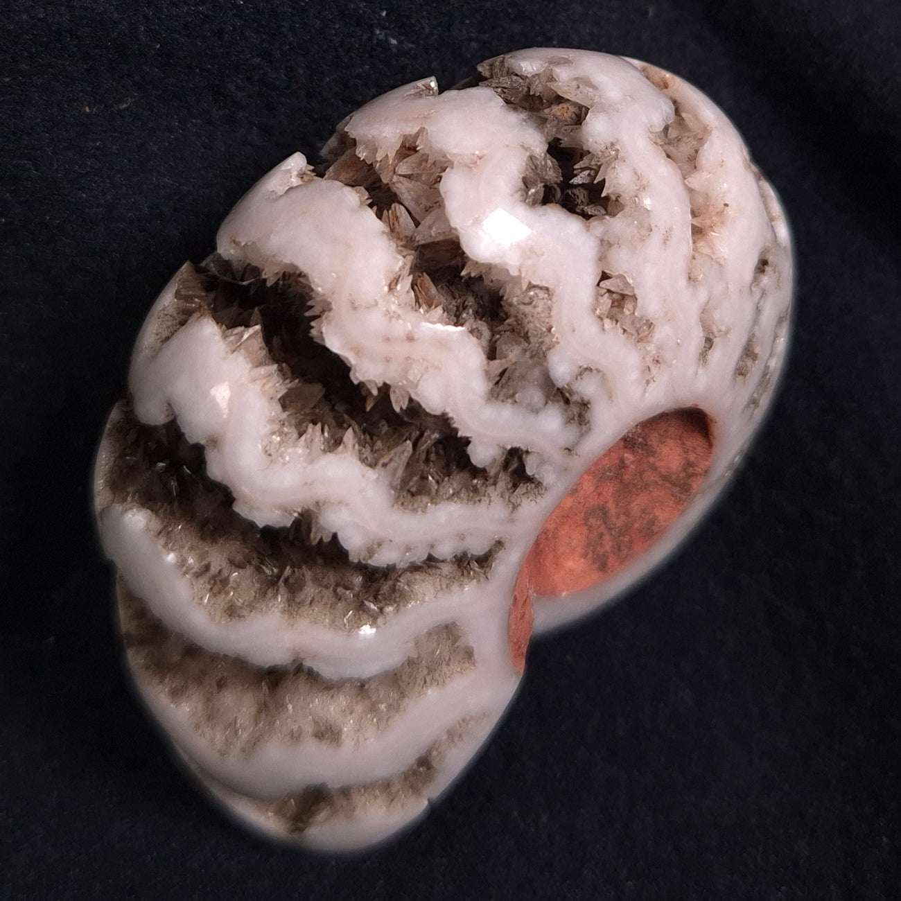 Fluorescent Ammonite from East Timor XAT005