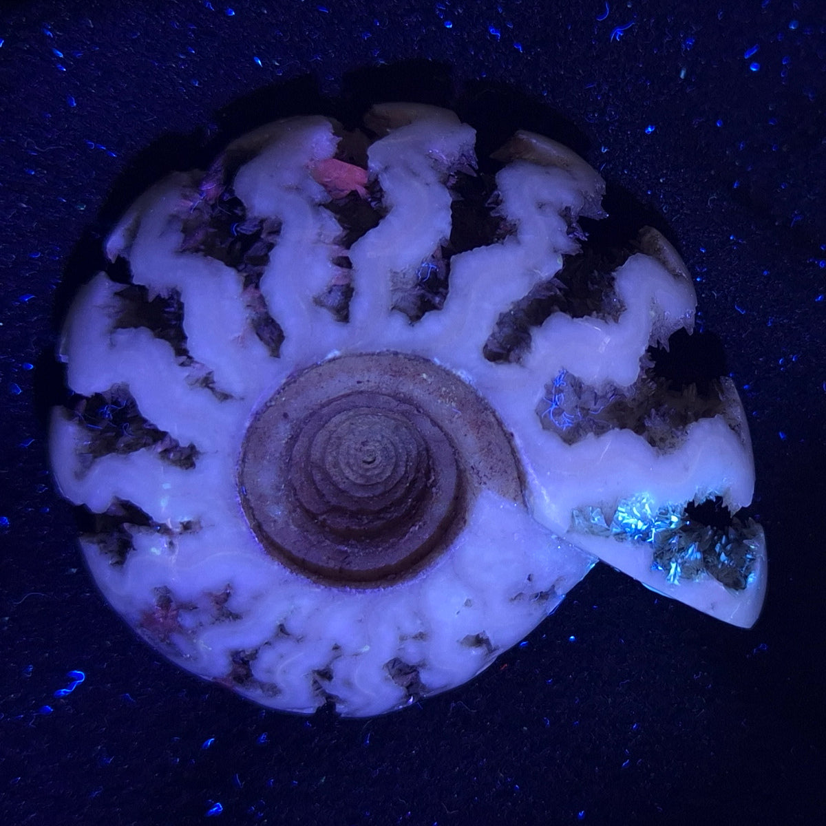 Fluorescent Ammonite from East Timor XAT005