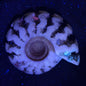 Fluorescent Ammonite from East Timor XAT005