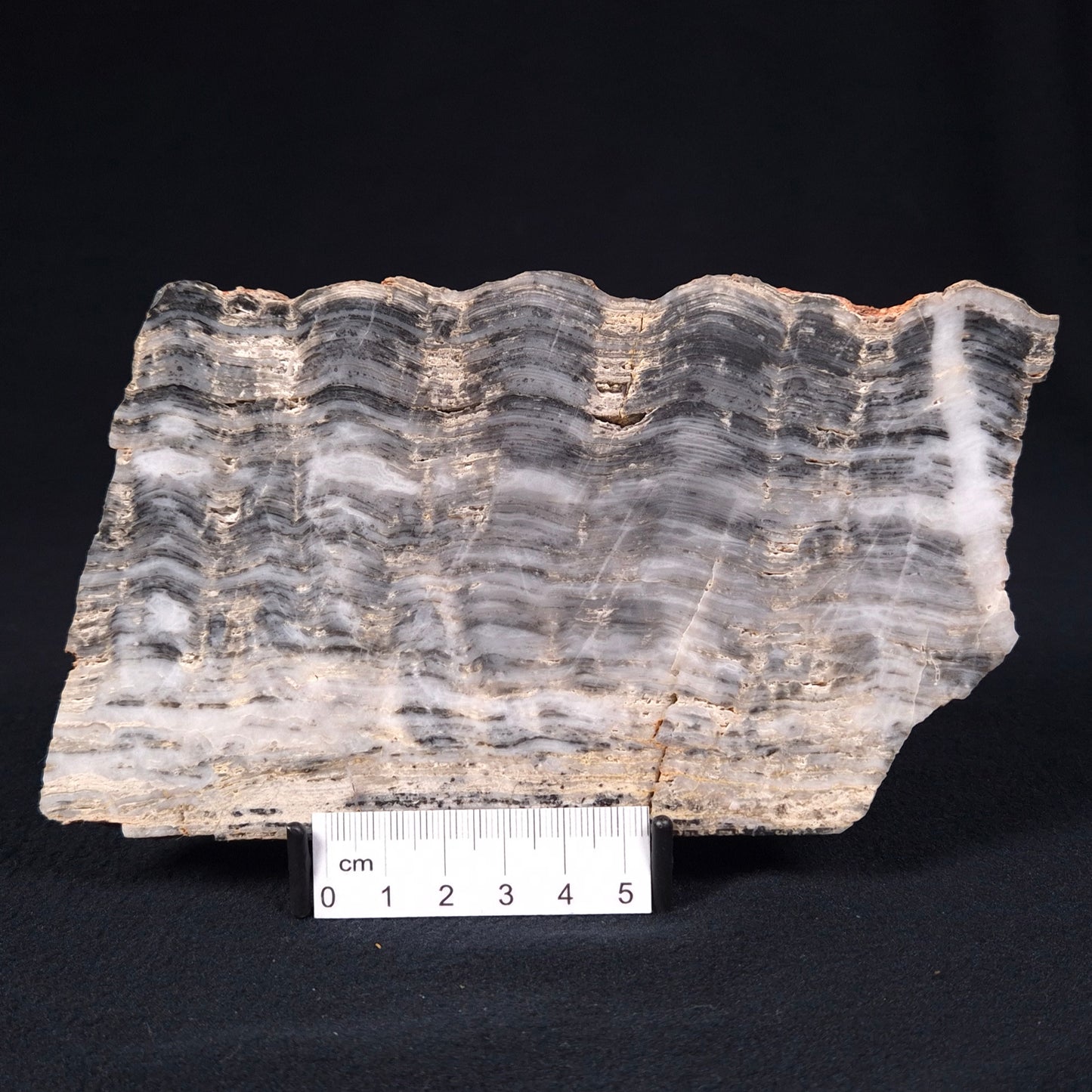 Stromatolite from the Mount McGrath Formation ZMG008