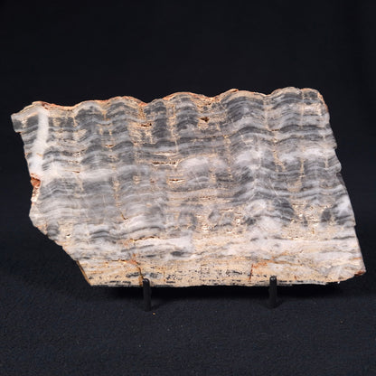 Stromatolite from the Mount McGrath Formation ZMG008