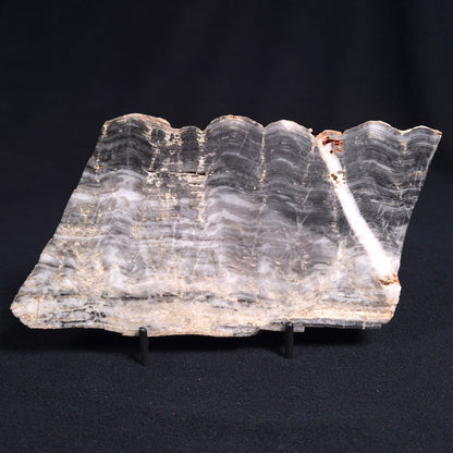 Stromatolite from the Mount McGrath Formation ZMG009