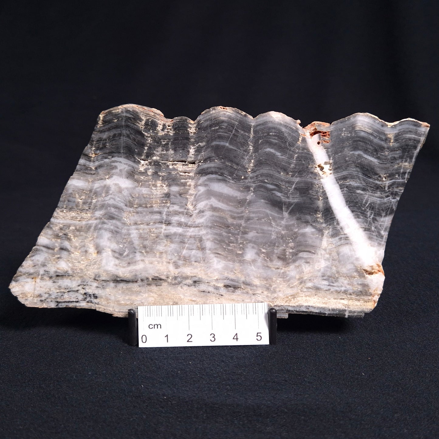 Stromatolite from the Mount McGrath Formation ZMG009