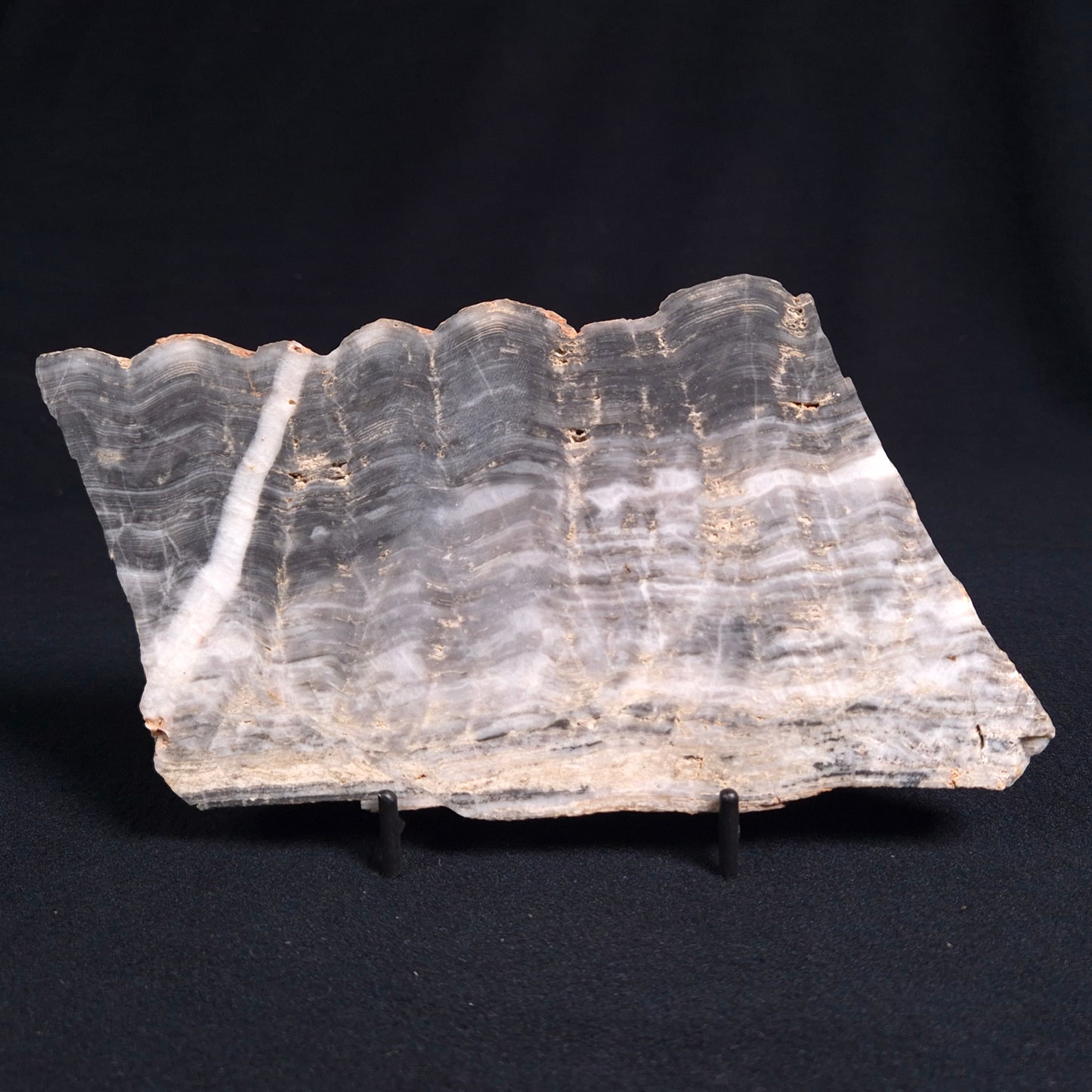 Stromatolite from the Mount McGrath Formation ZMG009