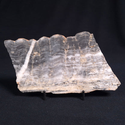 Stromatolite from the Mount McGrath Formation ZMG009