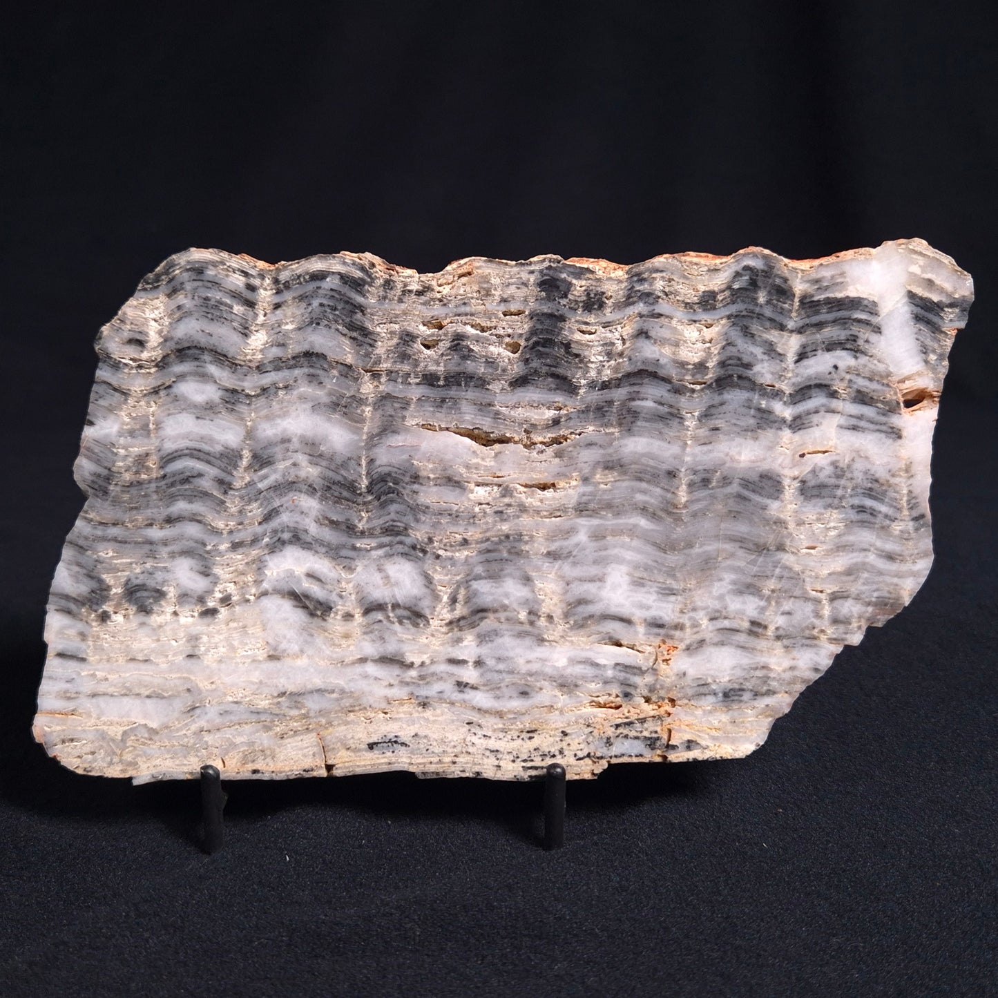 Stromatolite from the Mount McGrath Formation ZMG010