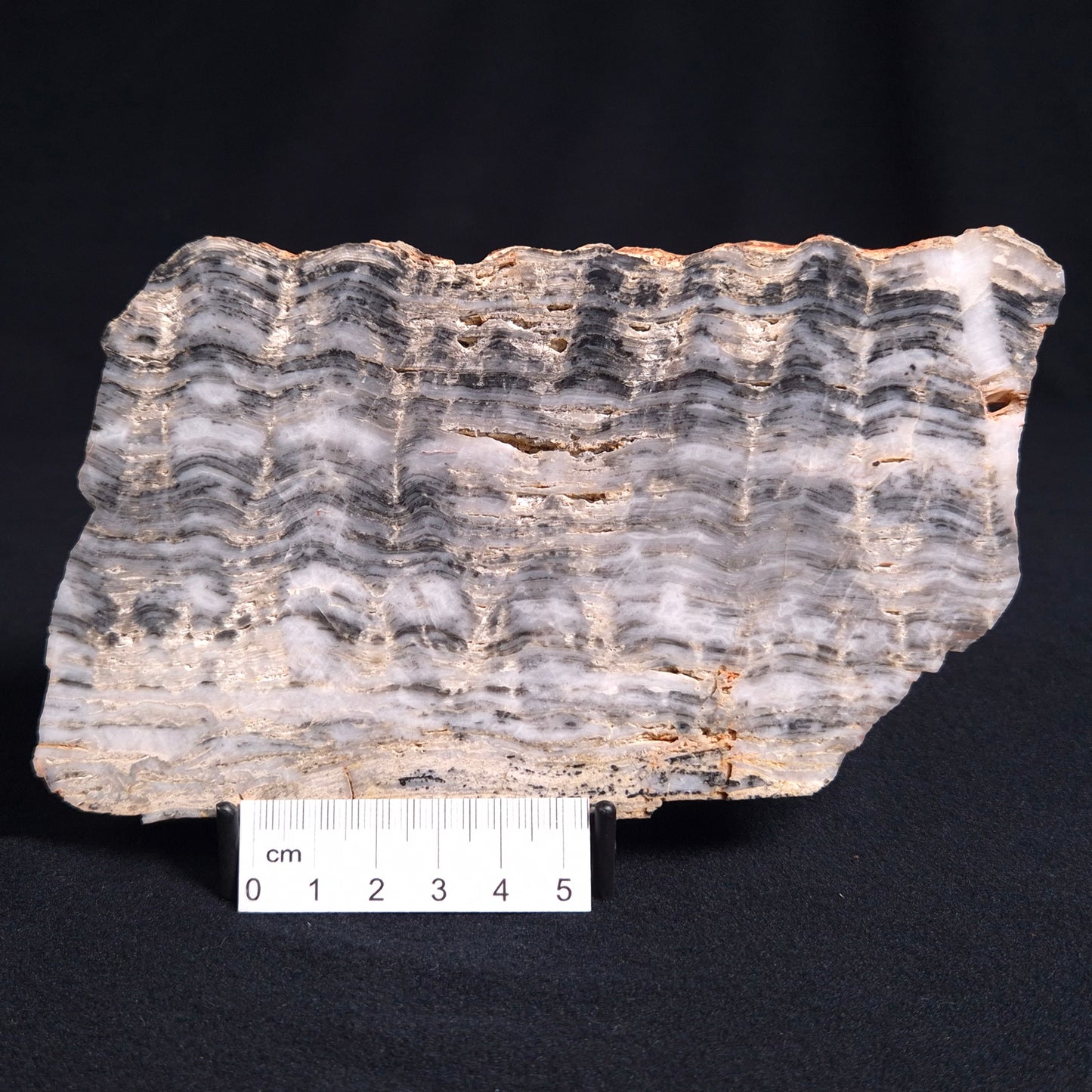 Stromatolite from the Mount McGrath Formation ZMG010