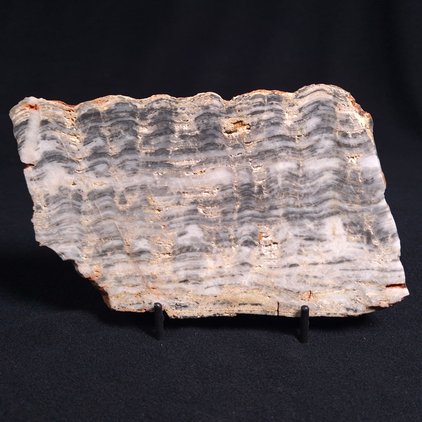 Stromatolite from the Mount McGrath Formation ZMG010