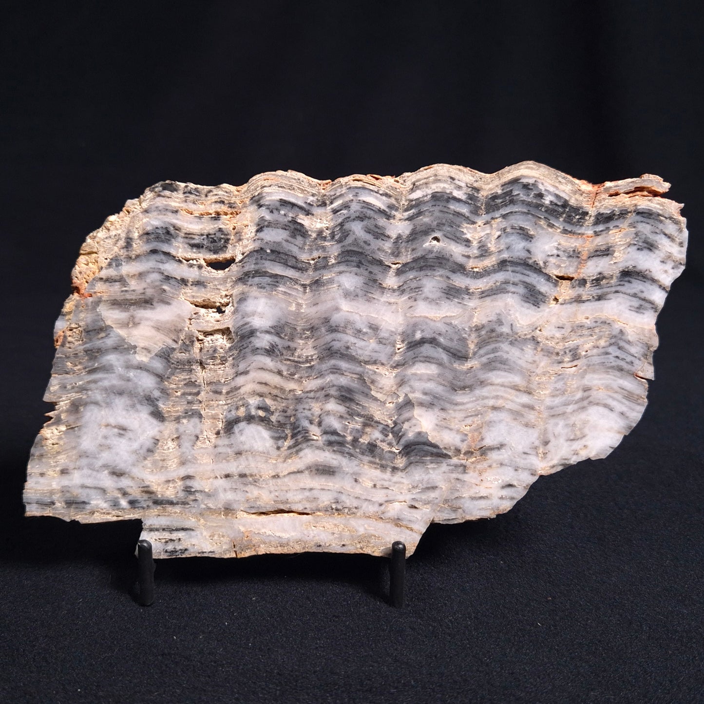 Stromatolite from the Mount McGrath Formation ZMG011