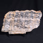 Stromatolite from the Mount McGrath Formation ZMG011