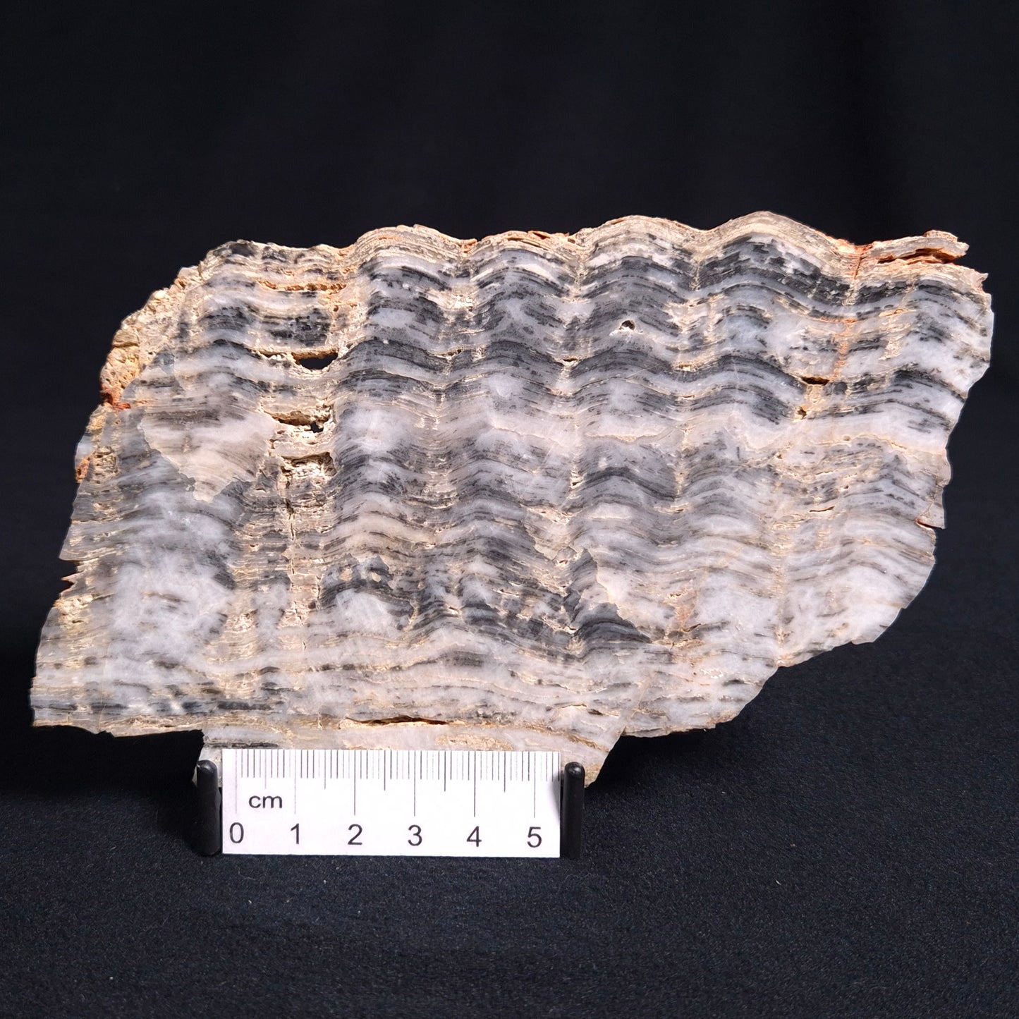 Stromatolite from the Mount McGrath Formation ZMG011